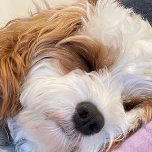 Meet your Posher, Peter